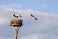 Storch 35